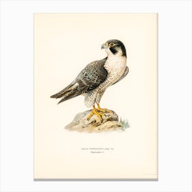 Peregrine Falcon (Falco Peregrinus), The Von Wright Brothers Canvas Print
