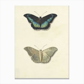 Vintage Two Butterflies Canvas Print