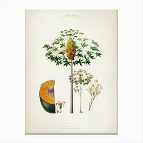 Vintage Denisse 5 Papaya Sativa Canvas Print