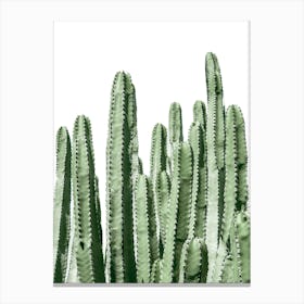 Cactus On White Background Canvas Print