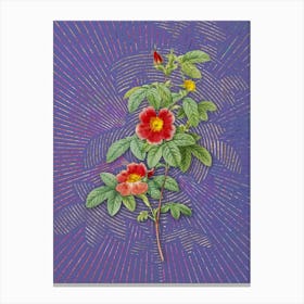 Vintage Single May Rose Botanical Illustration on Veri Peri n.0717 Canvas Print