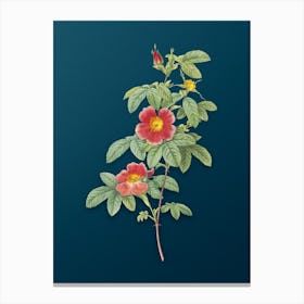 Vintage Single May Rose Botanical Art on Teal Blue n.0366 Canvas Print