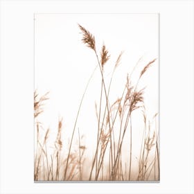 Marsh Grass No 6 Canvas Print