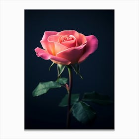 Pink Rose On Dark Background Canvas Print