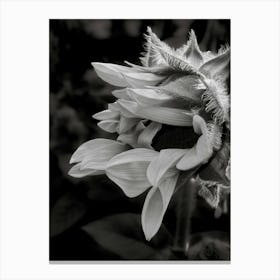 Sunflower 3 Canvas Print