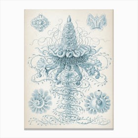 Vintage Haeckel 7 Tafel 37 Staatsquallen Canvas Print