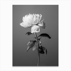 Bloom Black and White_2242734 Canvas Print