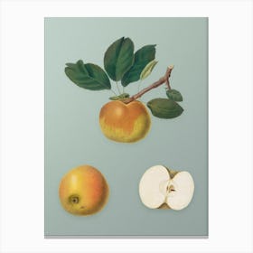 Vintage Apple Botanical Art on Mint Green n.0453 Canvas Print