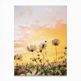 Sunset With Cosmos Flowers Canvas Print