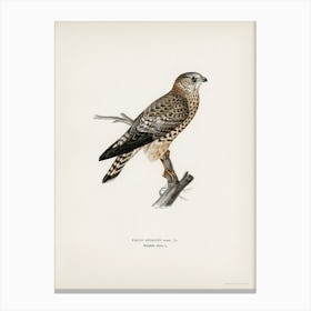 Merlin Female (Falco Aesalon), The Von Wright Brothers Canvas Print