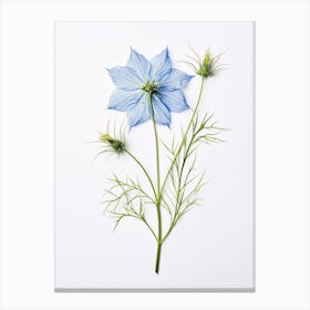 Pressed Flower Botanical Art Love In A Mist Nigella 2 Canvas Print