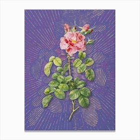 Vintage Four Seasons Rose in Bloom Botanical Illustration on Veri Peri n.0950 Canvas Print