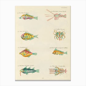 Colourful And Surreal Illustrations Of Fishes, Lobsters And Crab Found In Moluccas (Indonesia) And The East Indies, Louis Renard(51) Canvas Print