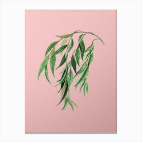 Vintage Babylon Willow Botanical on Soft Pink n.0817 Canvas Print