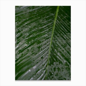 Green botanical tropical leaf with raindrops - Costa Rica summer nature and travel photography by Christa Stroo Photography. Canvas Print