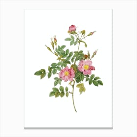 Vintage Pink Rosebush Bloom Botanical Illustration on Pure White Canvas Print