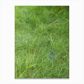 Grass Canvas Print