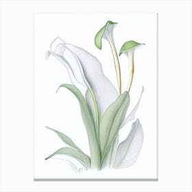Zantedeschia Floral Quentin Blake Inspired Illustration 5 Flower Canvas Print