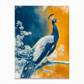 Vintage Photo Of Orange & Blue Peacock  2 Canvas Print