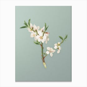 Vintage Almond Tree Flower Botanical Art on Mint Green n.0524 Canvas Print