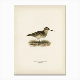 Broad Billed Sandpiper, The Von Wright Brothers Canvas Print