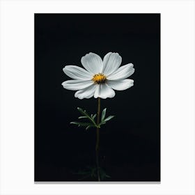 White Cosmos Flower 2 Canvas Print