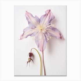 Pressed Wildflower Botanical Art Columbine 3 Canvas Print