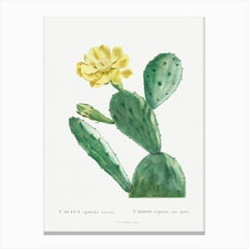 Cactus Opuntia Inermis, Pierre Joseph Redoute Canvas Print