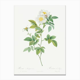 Anjou Rose, Pierre Joseph Redoute Canvas Print