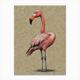 Flamingo 39 Canvas Print