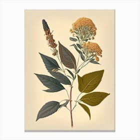 Boneset Spices And Herbs Retro Drawing 3 Canvas Print