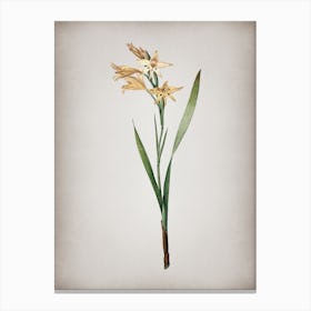 Vintage Gladiolus Cuspidatus Botanical on Parchment n.0397 Canvas Print