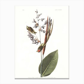 John James Audubon American Golden Crested Wren Canvas Print