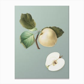 Vintage Astracan Apple Botanical Art on Mint Green n.0698 Canvas Print