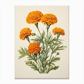 Marigolds Flower Vintage Botanical 2 Canvas Print