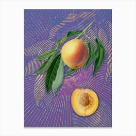 Vintage Peach Botanical Illustration on Veri Peri n.0649 Canvas Print