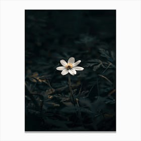 Single Flower In The Dark 84 Canvas Print