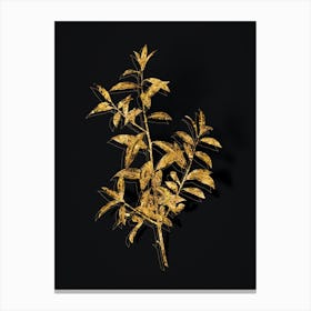 Vintage Alabama Dahoon Branch Botanical in Gold on Black n.0182 Canvas Print