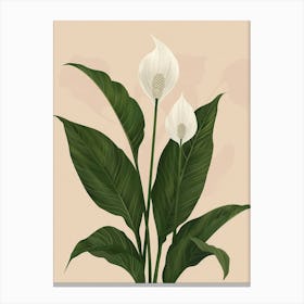 Peace Lily Plant Minimalist Illustration 2 Canvas Print
