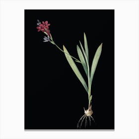 Vintage Gladiolus Mucronatus Botanical Illustration on Solid Black n.0699 Canvas Print