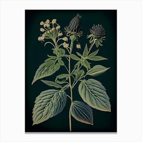 Black Snakeroot Wildflower Vintage Botanical Canvas Print