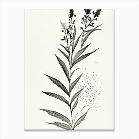 Black Cohosh Herb Minimalist Watercolour 2 Canvas Print