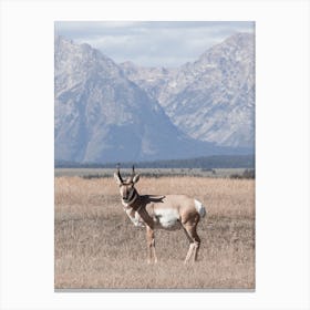 Wyoming Pronghorn Canvas Print