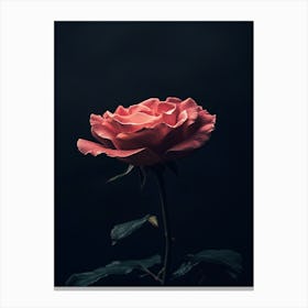 Dark Rose 46 Canvas Print