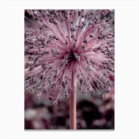 Allium Pink Flower Canvas Print