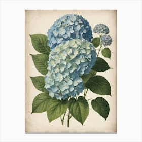 Hydrangea 1 Canvas Print