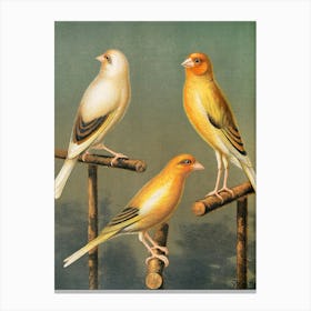 Vintage Three Finches Canvas Print