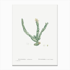 Euphorbia Tridentata, Pierre Joseph Redoute Canvas Print
