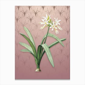 Vintage Pancratium Illyricum Botanical on Dusty Pink Pattern n.0556 Canvas Print