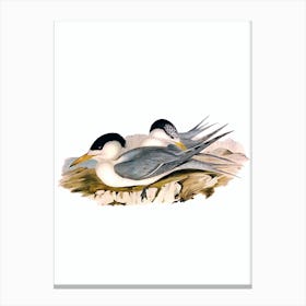 Vintage Great Crested Tern Bird Illustration on Pure White Canvas Print